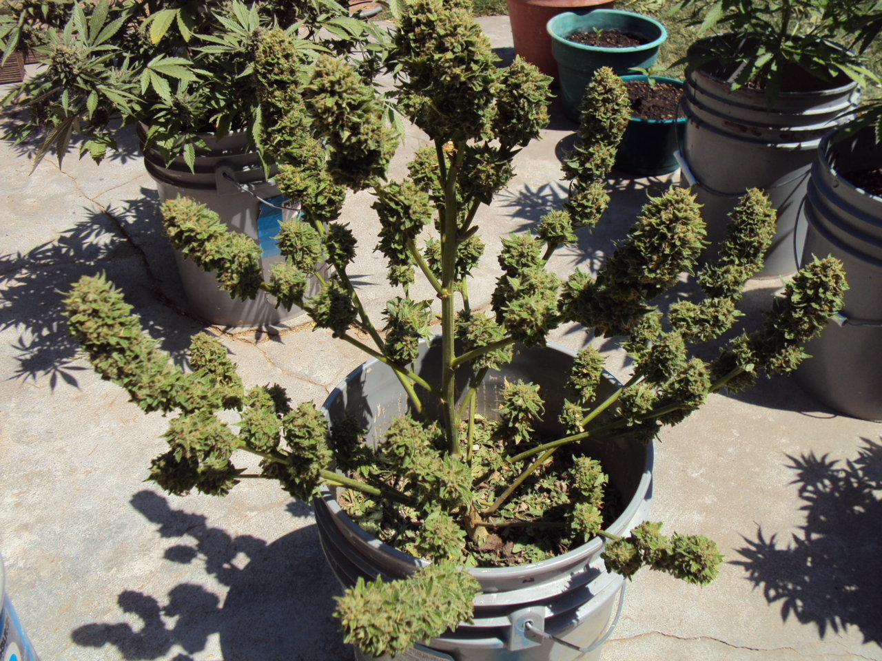 weedporndaily:  Time to grow somemore!!