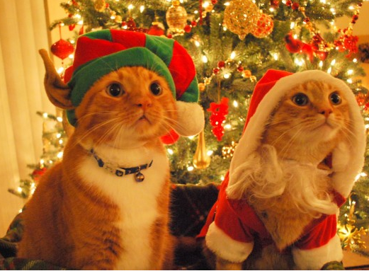 de-lila-a-medio-dia:    Inaugurating the Christmas season!   ♥