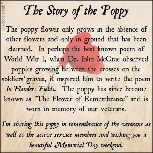 ❝ The story of the poppy…