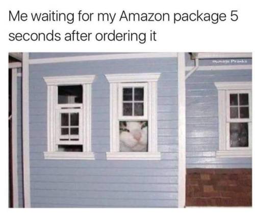 nochillmemes:Just paw-paring for the package to arrive. Don’t mind me.