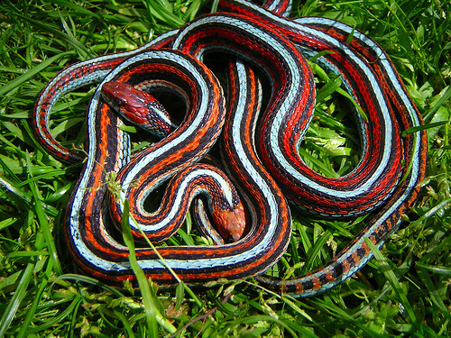 Images Of The San Francisco Garder Snake (Thamnophis Sirtalis Tetrataenia), A Naturally Occuring Endangered