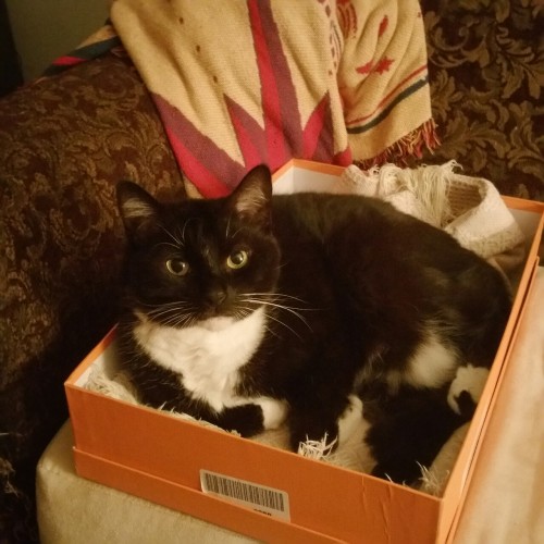 autisticsouda:  my cat is so fucking spoiled he not only gets to sit on the couch but he has his own spot on the couch with his own box and everything 
