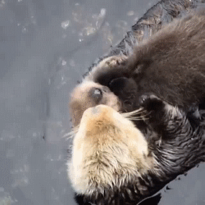 blackbirdsandwhitefoxes:  I can’t resist otters! 