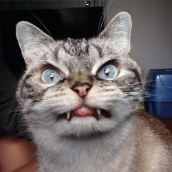 Laughingsquid:  Loki, A Sweet Cat Whose Oversized Canines And Protruding Tongue Make