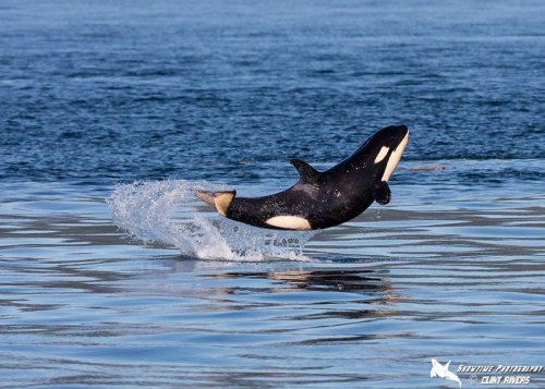 On 4 July 2015, Clint Rivers captured an incredible breach by a baby orca named J50 off the coast of