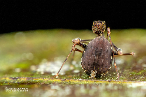 onenicebugperday:Pelican spider, Eriauchenius sp.,ArchaeidaeAlso called assassin spiders, Archaeidae