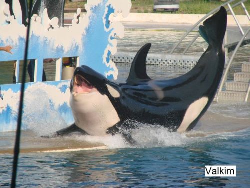 Gender: MalePod: N/APlace of Capture: Born at Marineland Antibes, FranceDate of Capture: Born Februa