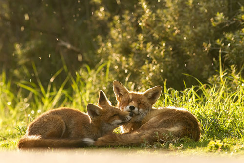 Roeselien Raimond