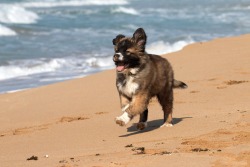 handsomedogs:    Running on Beach   Avi Hirschfield  