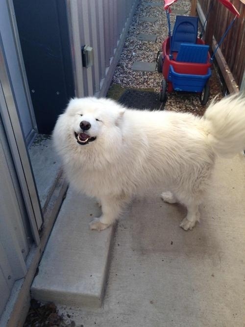 buzzfeed:  These dogs are just excited to be dogs.  