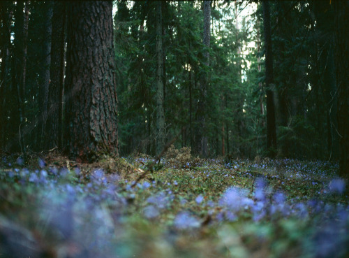 hellanne:Martin Eglitis