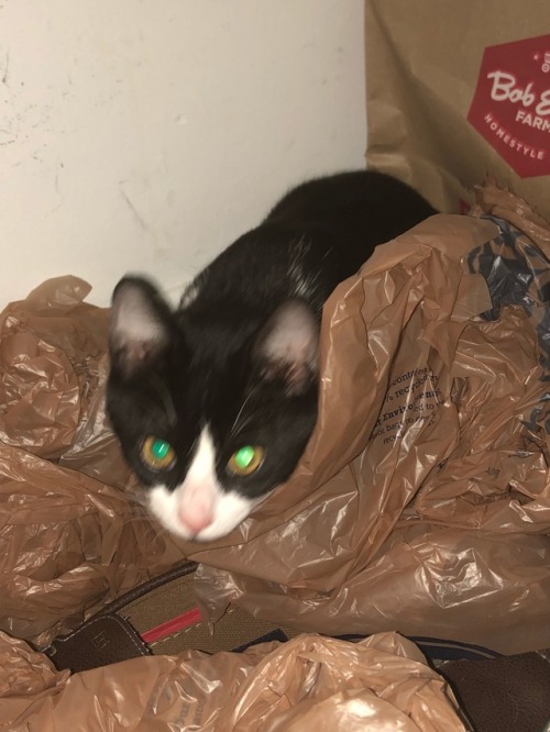 he found a new sleeping space in the back of our pantry, amidst the plastic bags and shoes &lt;3