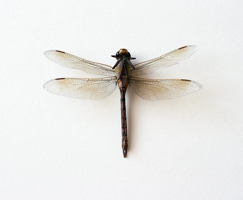 sublimespy:  dragonfly  