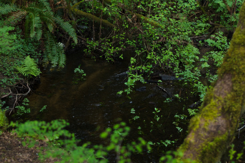 darkcoastphotography:Hemer Provincial Park, Cedar, British Columbiatumblr | flickr | facebook | soci