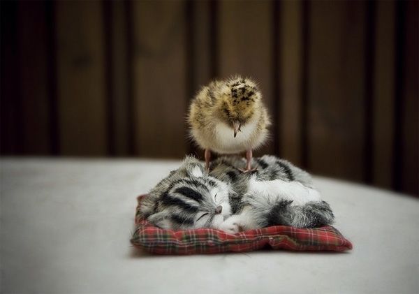 animals-riding-animals:
“ bird riding cat
”