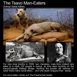 theparanormalguide:   The Tsavo Man-Eaters - Animal Serial Killers - Do  you believe an animal could be a serial killer? I wouldn’t have thought  so – animals react by instinct, not malice. Well… the Tsavo Man-Eaters  make a lie out of that statement!From