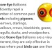 payarateeth:ohboy:DUDE THIS IS SO FUNNYpidgeons do not FUCKING interact!