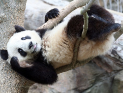 giantpandaphotos:  Tai Shan at the National Zoo in Washington D.C., US, on April 1, 2007. © Somesai. 