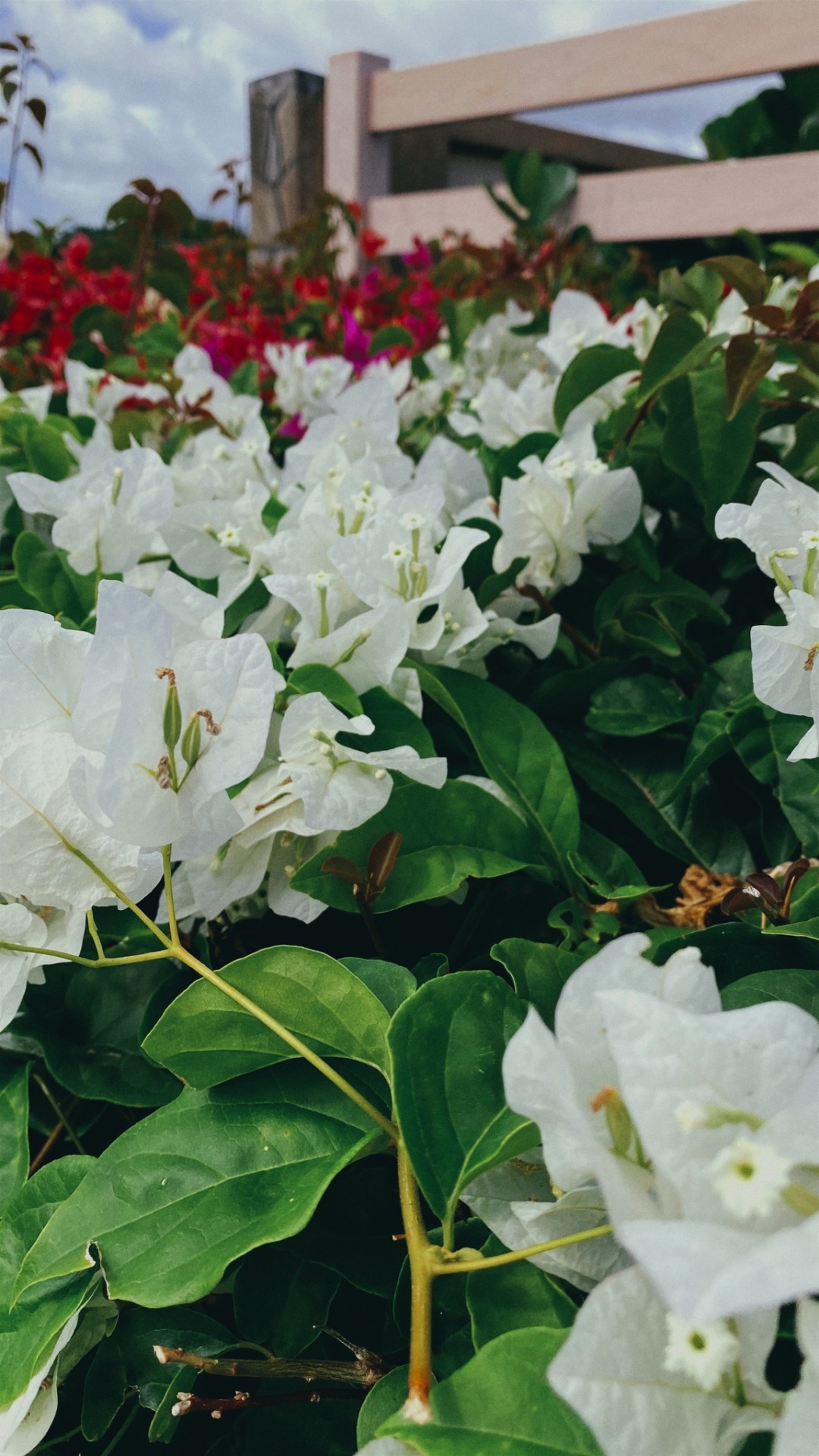 XXX White bougainvillea27.2.2021 photo