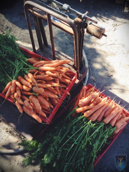 Broccoli &amp; Carrots grown in the Hyperborean Garden are all ready to be sold at the Farmers&r