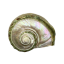 orelaia