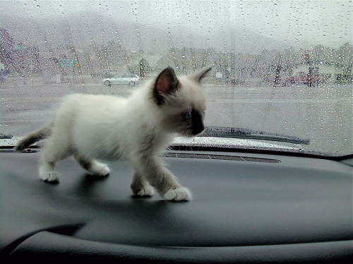 cute little kitty
