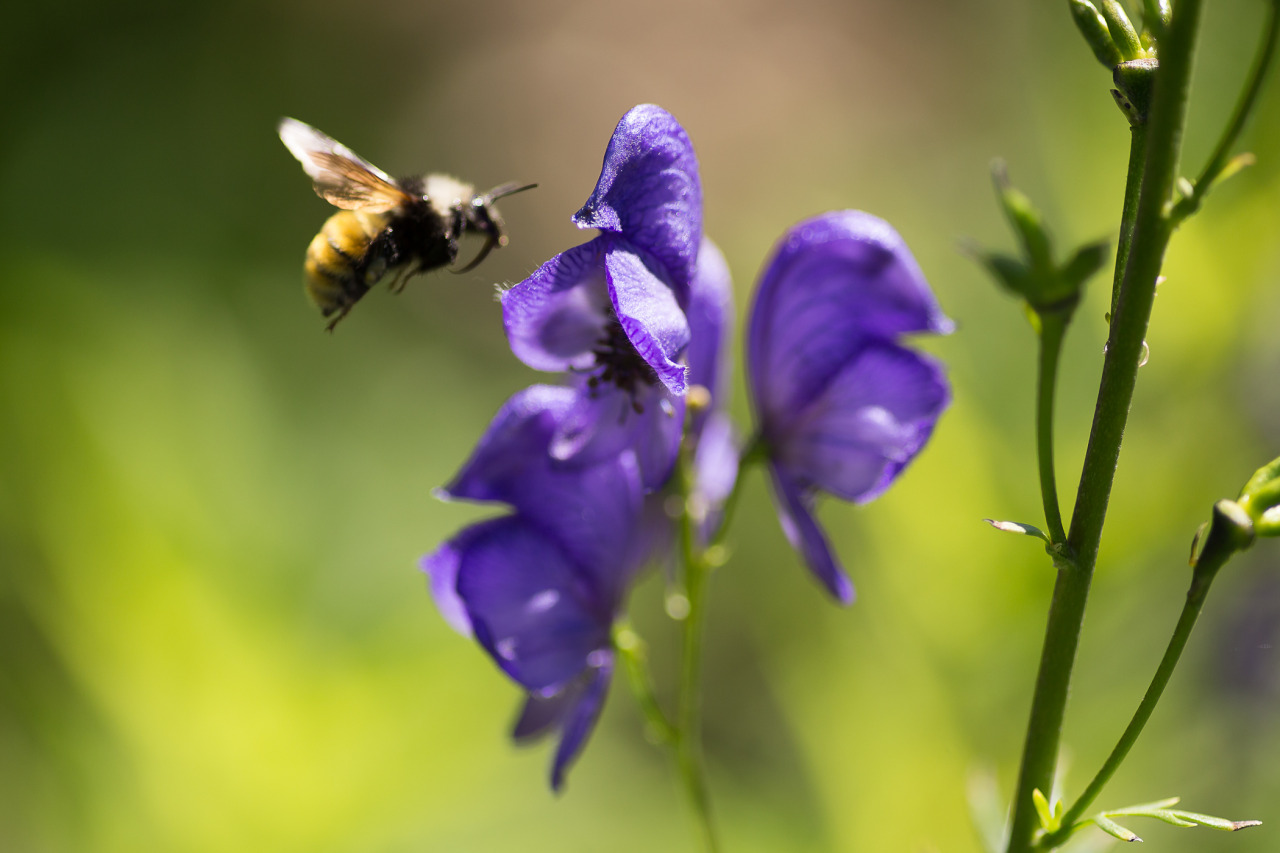 lobo-de-luna:  bee therapy 