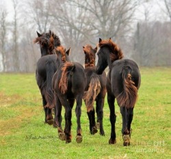 sixpenceee:  Firetail Friesians, their tail and mane color are caused by sun bleaching. 