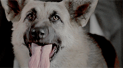 in-love-with-movies:    Reservoir Dogs (USA, 1991) 