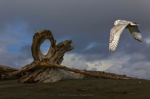 Snowy Owl in Ocean Shores, Wa by svetlana56 on Flickr.