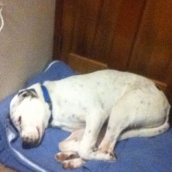 Dear Travis, how is that comfortable? #dog #puppy #blackandwhite