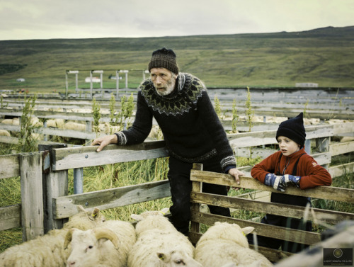 Image taken during the sheep round up in Iceland. Shot with a Pentax 645nii camera and the 75mmAF le