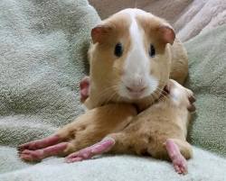 shelterpetadvocate:  More Piggie Minaj from the Fairfax County Animal Shelter:Not to be outdone by all the adorable puppies and kittens, these one-week-old guinea pigs are pulling out all the stops! They’re enjoying this rainy weather by snuggling in
