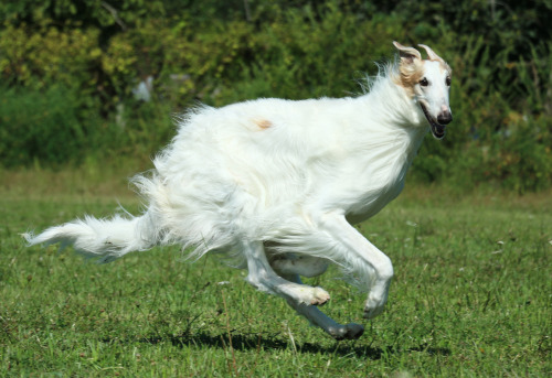 heelerandthehound: borzoi coursing photos by heelerandthehound