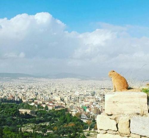 stripedroseandsketchpads: elladastinkardiamou: Athens. Acropolis Perikles, the cat Guardian. Photos 