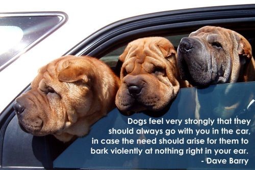 “Dogs feel very strongly that they should always go with you in the car in case the need should aris