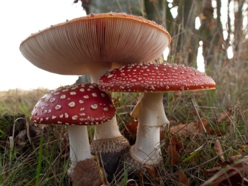 I Love Mushrooms