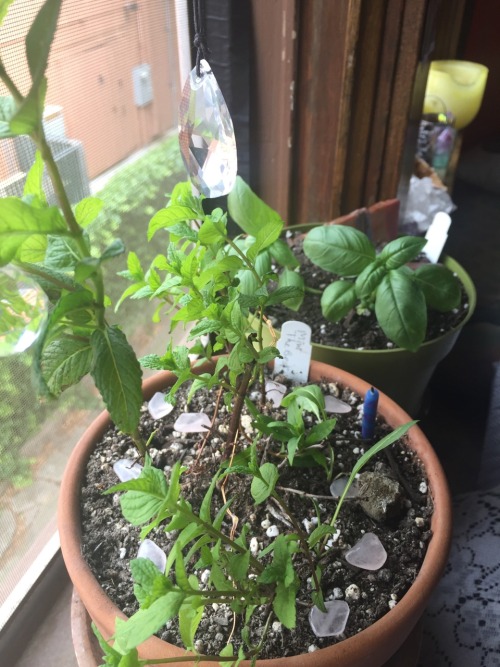 stolenfootprints:Don’t ask me to choose a favorite plant of mine because I can’t, I love them each t