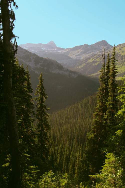 Trekking through forest ascending to mountain tops 