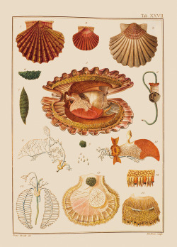 amnhnyc:  Mediterranean Scallop     This image from Giuseppe Poli’s Testacea utriusque Siciliae…(1791-1827) depicts the internal and external structures of a Mediterranean scallop (Pecten jacobaeus), with a degree of detail that had notpreviously