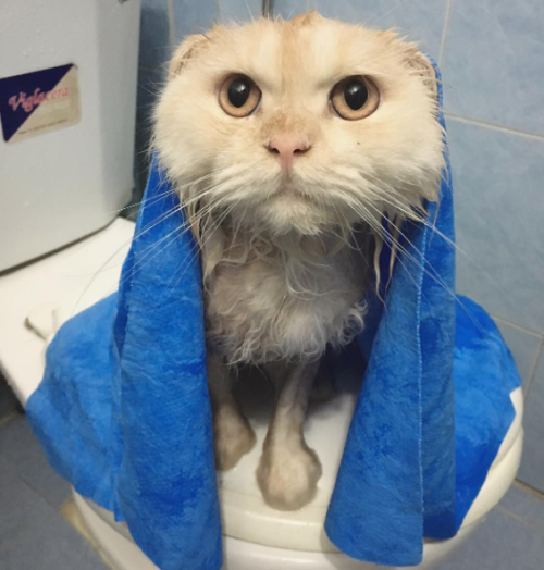 dyggyd:  catsbeaversandducks:  Meepo Loves Taking Showers “Do I look good in this shower cap?” Photo