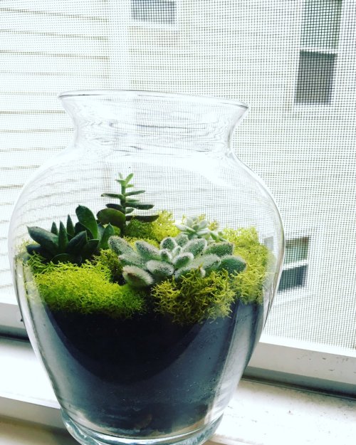 Little one with little terrarium. I’m very happy with my little family here!