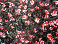 adorabletrees:  THESE FLOWERS WERE SO CUTE AND I THINK THEY WERE CALLED PEPPERMINT (or that was the nickname idk)