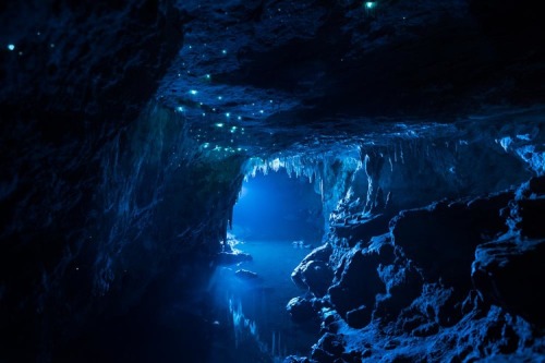 archatlas:  LUMINOSITY Joseph Michael   Arachnocampa luminosa is a species of glow-worm endemic to the island nation of New Zealand. These long exposure photographs were captured in a number of limestone caves in the North Island. The 30 million year