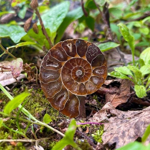 Over 110,000,000 years old.  This Ammonite shell was found in Madagascar, and is known as a cleonice