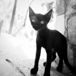 redlipstickresurrected:  Philippe Leroyer - Cat (02), taken in Phaistos, Greece, 2010  Photography