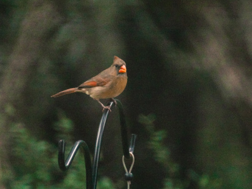 Northern Cardinal (female)Cardinalis cardinalisSan Antonio, Texas, United States, 2015