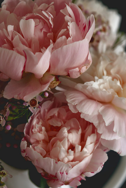 floralls:  peonies by Emma    