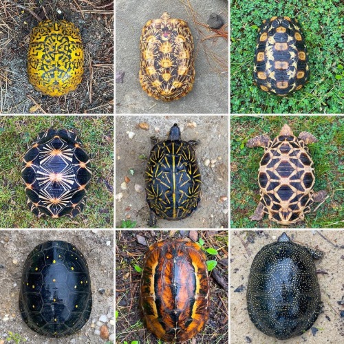 natureisthegreatestartist:Top row left to right: eastern box turtle, pancake tortoise and Bell&rsquo