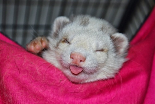 mrpaws:  Happy Ferret Tongues.   This is porn pictures